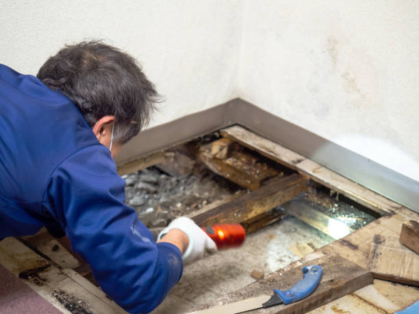 Best Residential Mold Remediation in Oasis, CA