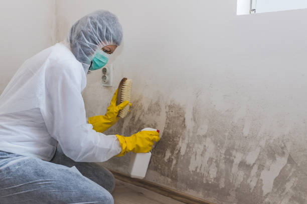 Best Health and Safety Mold Remediation in Oasis, CA