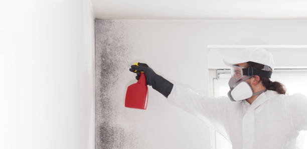 Best Commercial Mold Remediation in Oasis, CA