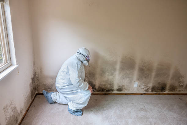 Best Industrial Mold Remediation in Oasis, CA
